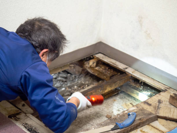 Best Black Mold Removal  in Apison, TN