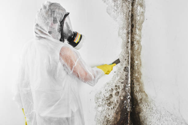 Best Mold Damage Repair  in Apison, TN