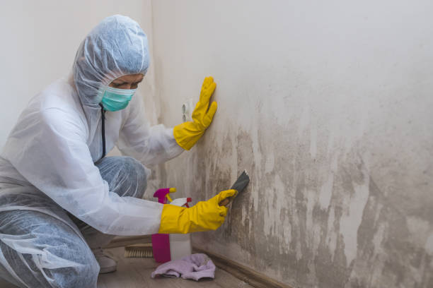 Best Attic Mold Removal  in Apison, TN