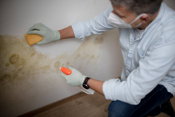 Best Toxic Mold Removal  in Apison, TN