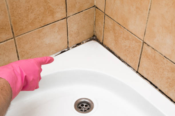 Best Mold Damage Repair  in Apison, TN