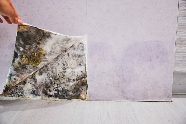 Best Affordable Mold Removal  in Apison, TN